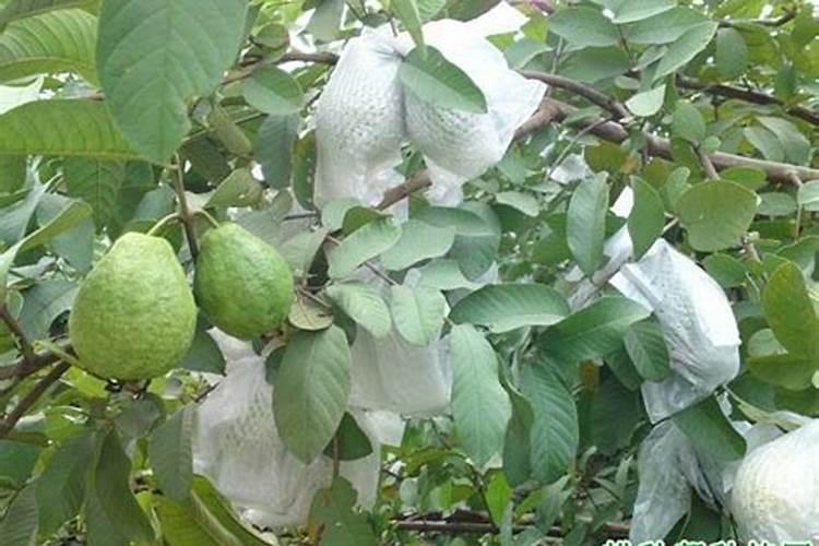 种石榴要用什么肥才结果(石榴一年中多久施一次肥)