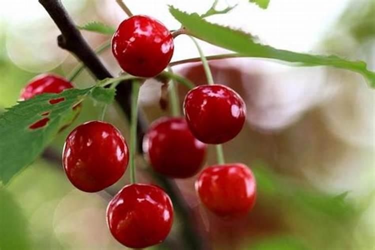 红罗卜种植方法和技术