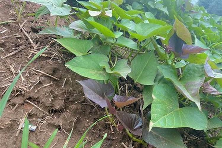 10亩苹果一年利润多少钱