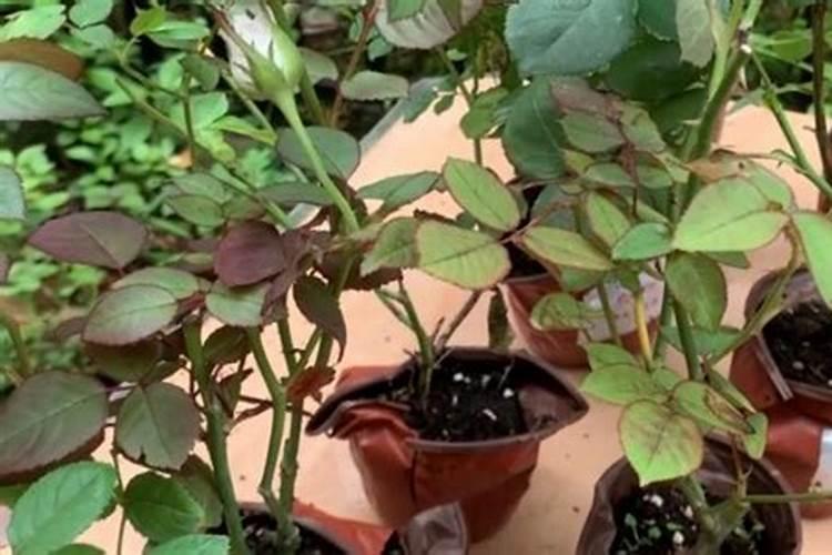 硝酸钾水溶肥能用于蓝莓种植吗？