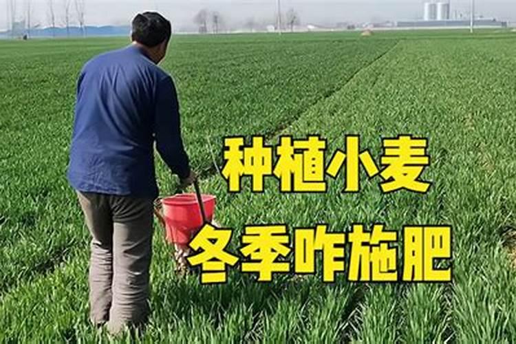 月季如何施磷酸二氢钾