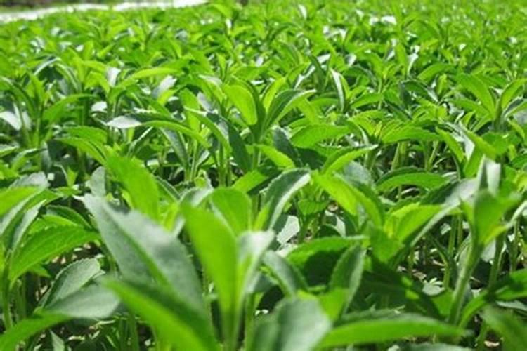 化肥施的太多对农作物和土壤有什么影响