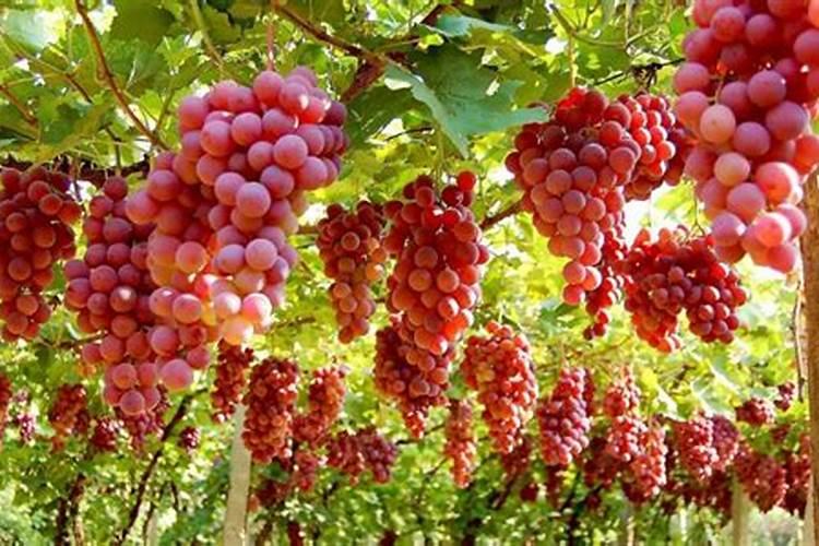 盆栽石斛兰花的叶面肥用那种好 盆栽石斛兰花的叶面肥哪那种最好呢