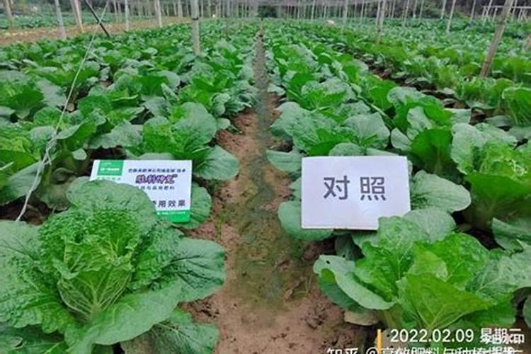 叶菜类蔬菜的施肥方法