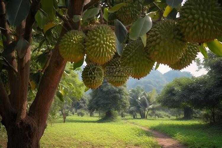 阴雨天为什么不能施肥
