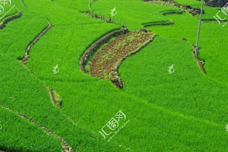 用水稻专用肥要不要尿素？一亩地用一袋专用肥还要用多少尿素？