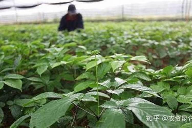 很多人不会对西洋参施肥,种植西洋参如何施肥？