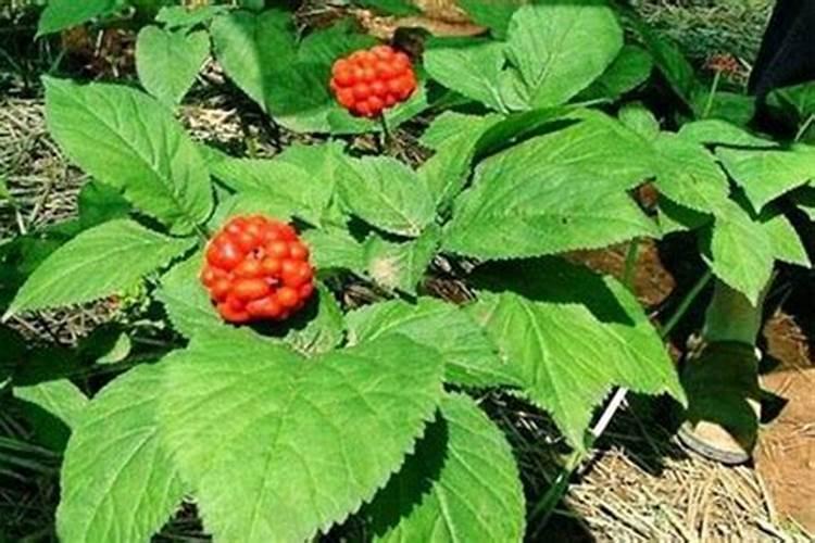 西洋参什么季节追肥最佳？