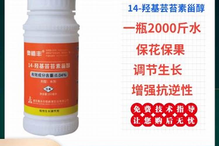 墨兰开花期需施肥吗