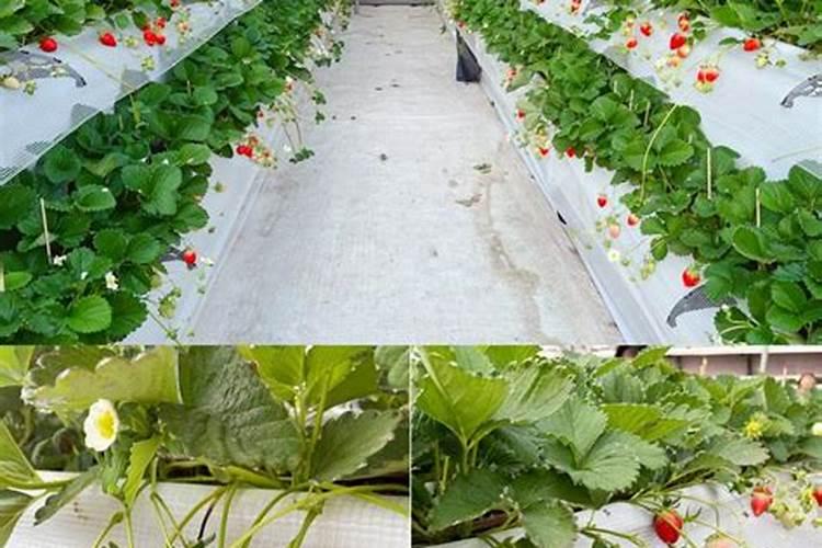 冬季温室大棚草莓浇什么肥生根？