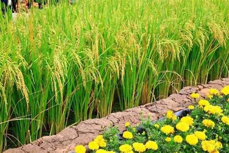 墨兰开花期需施肥吗