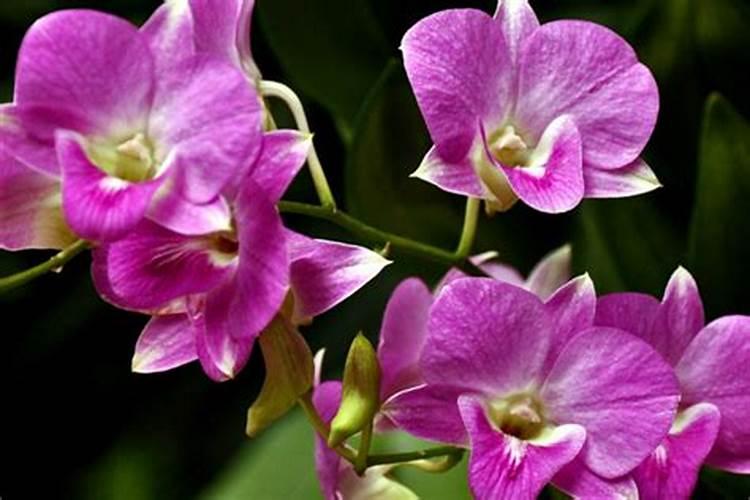 叶面肥的制作方法