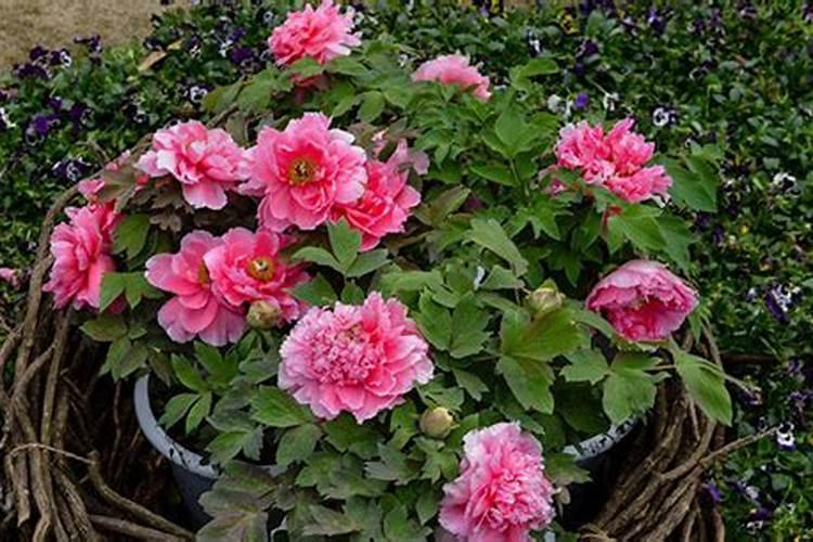 水稻基腐病防治方法