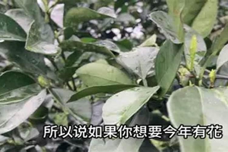 沃柑柑橘沃柑气温低于0度怎么办？