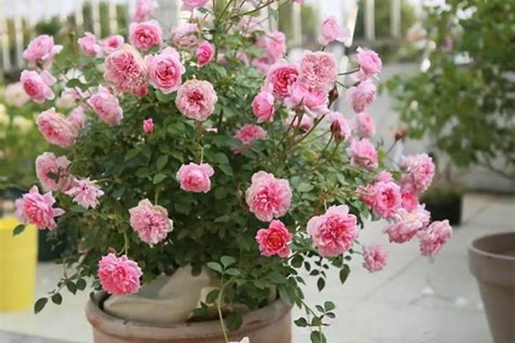 月季花夏季施什么肥好