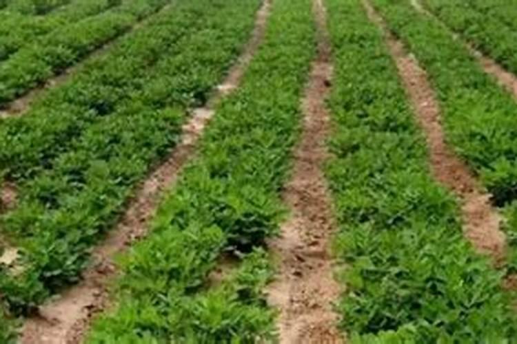 花生比久药什么时候打