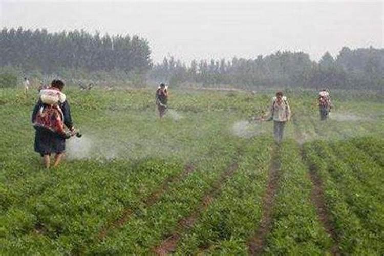 夏季花生高产养殖技巧总结 花生养殖方法