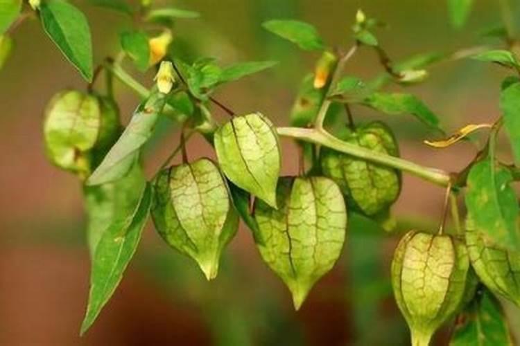 玉米锌肥叶面喷施用量