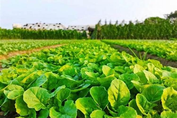 潍坊奥丰生物农药简介