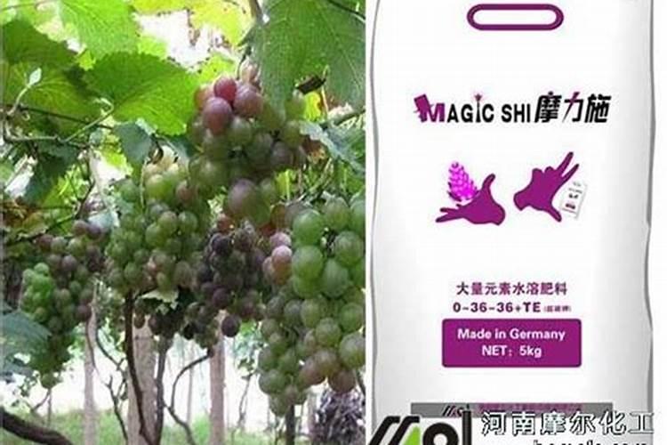 大蒜打什么药才粗壮,大蒜种植方法