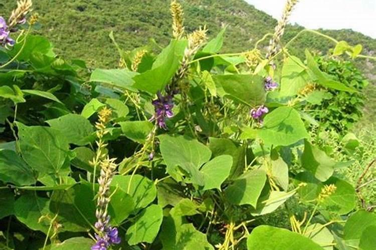 果实膨大需要什么肥料