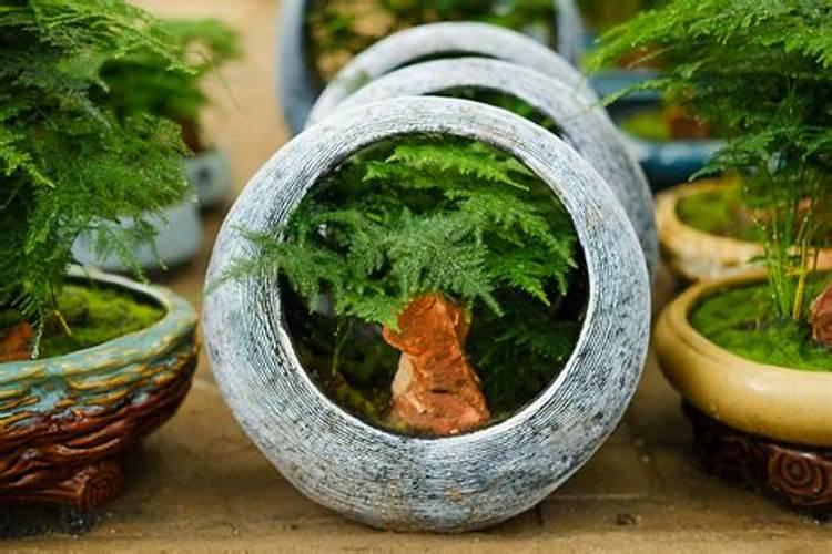 西红柿一直不红怎么办