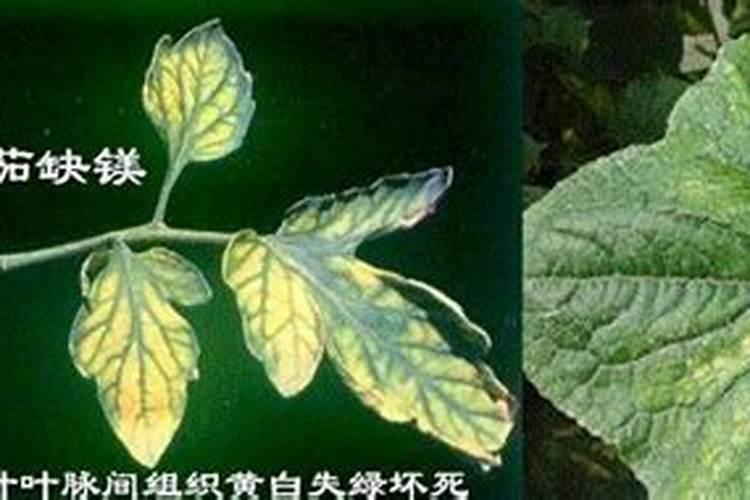 钙镁肥对植物的作用