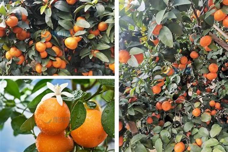 水培植物可以用水溶肥吗