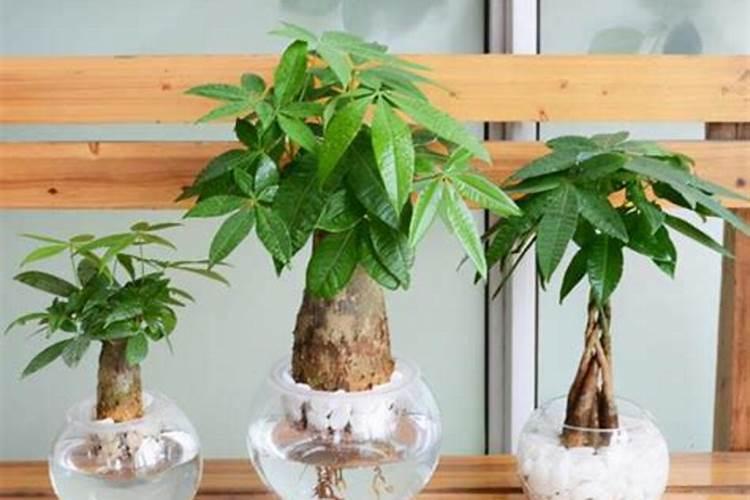 骨元安素适合什么人群吃