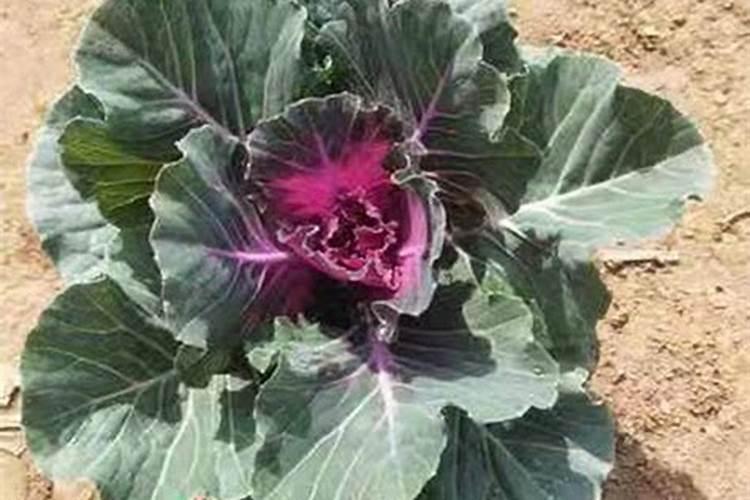 甘蓝枯萎病怎么办