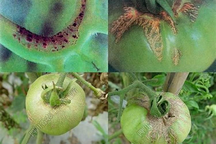 雨水多一定要注意番茄缺硼,要如何快速补充硼肥呢？