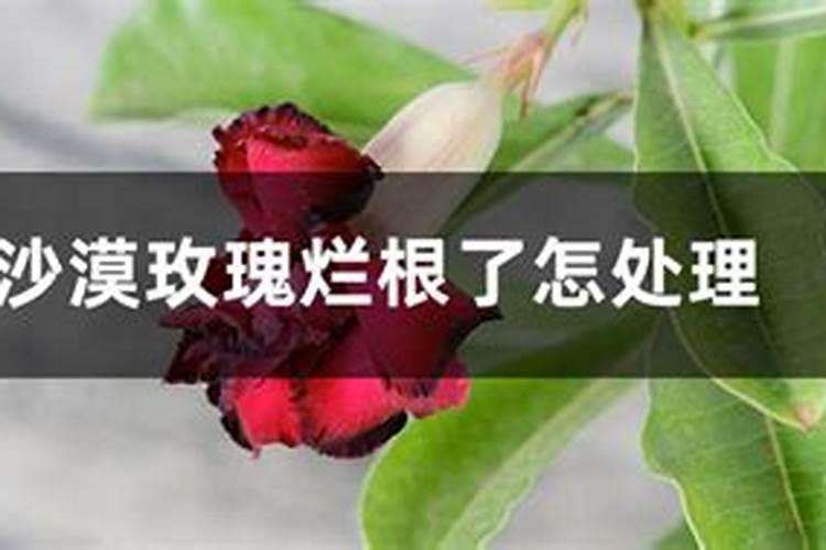 大樱桃用什么肥料早熟还上色