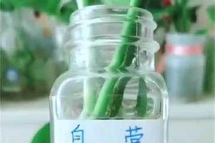 水培绿萝要施什么肥