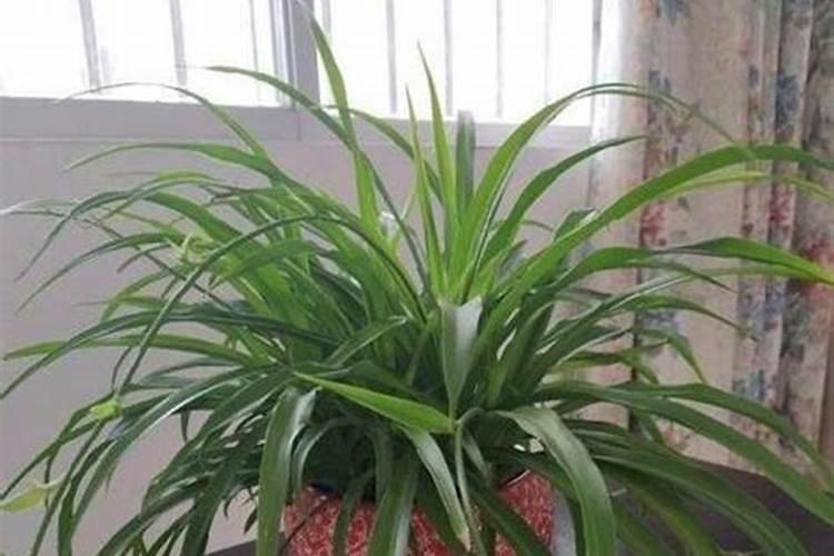 养绿植用什么肥料、植物不开花用什么肥料