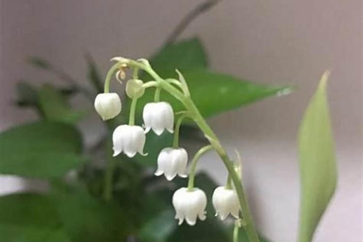 蔬菜在膨果期的时候,怎么正确的使用氮磷钾肥？