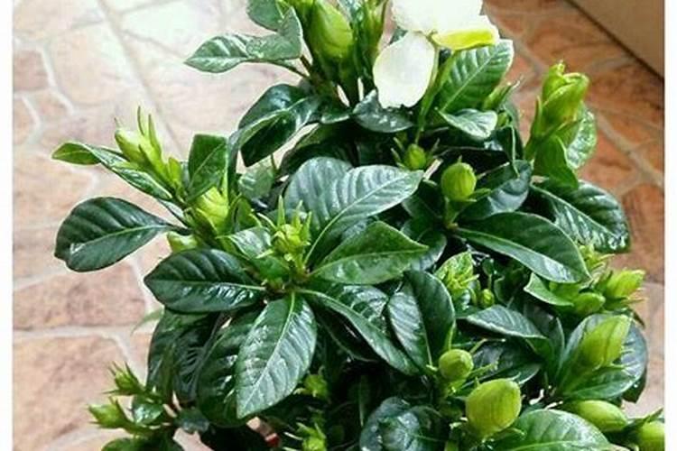 栀子花浇什么肥料合适