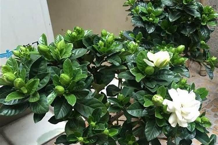 栀子花用什么肥料最好