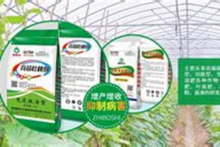 小麦瘪粒不结实,拔节后喷2次硼肥,籽粒颗颗饱满,增产明显