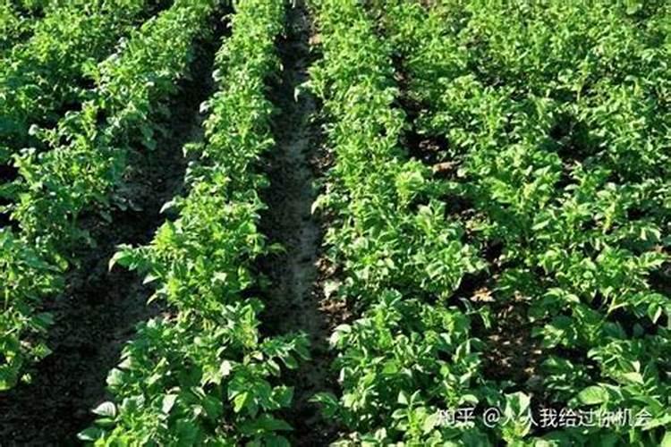 豌豆种植施肥要合理,豌豆种植施肥有什么好的方法？