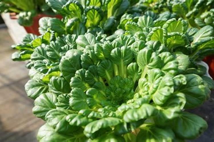 玉米地如何合理使用钾肥？