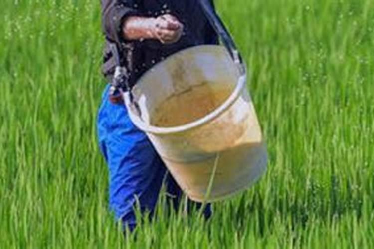 番茄早熟高产栽培技术 番茄怎么施肥