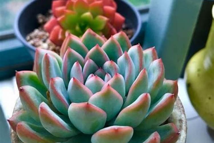 种大蒜用什么底肥好