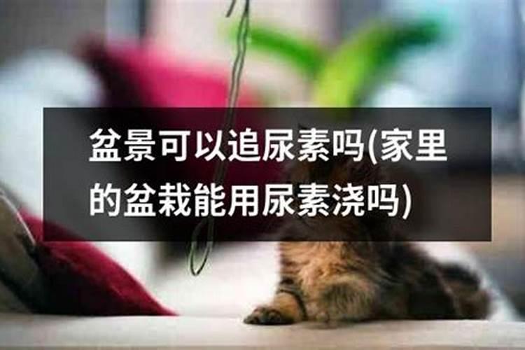 尿素是什么？能解决叶子发黄,轻松养绿植