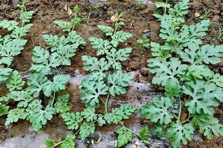 香葱施什么肥最好