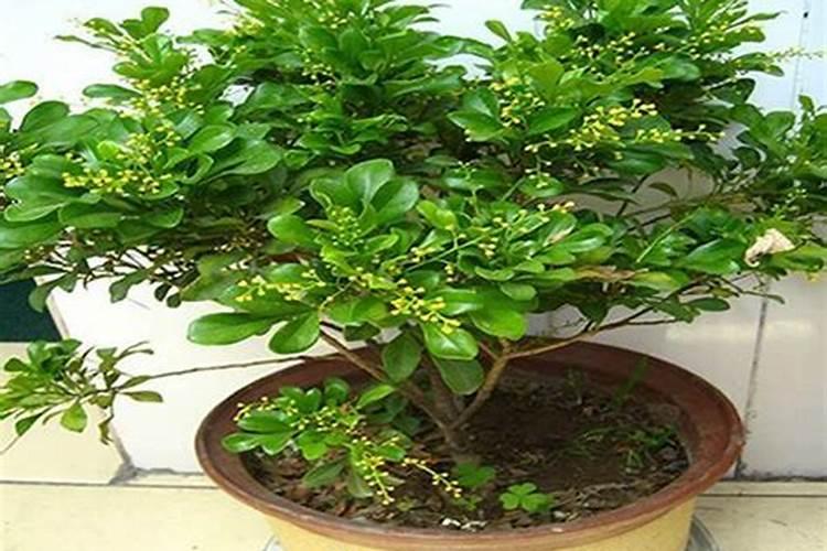 磷酸二氢钾叶面肥在米兰花的使用方法