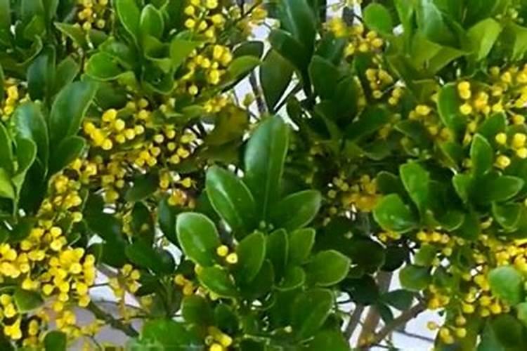 米兰花花期怎么施肥