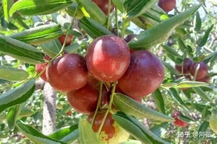 大豆使用芸苔素内酯的用途使用技术还有注意事项有什么？