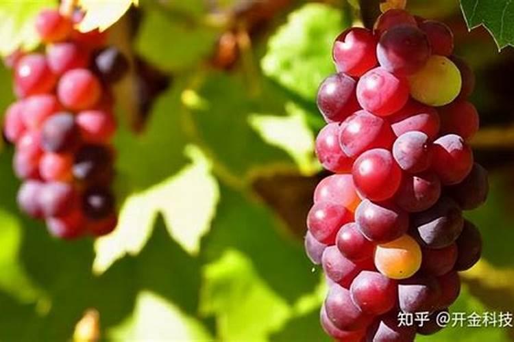 蓝莓施肥时间及方法