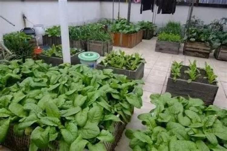 钾肥在土壤中受到哪些较大如何提高作物钾肥利用效果