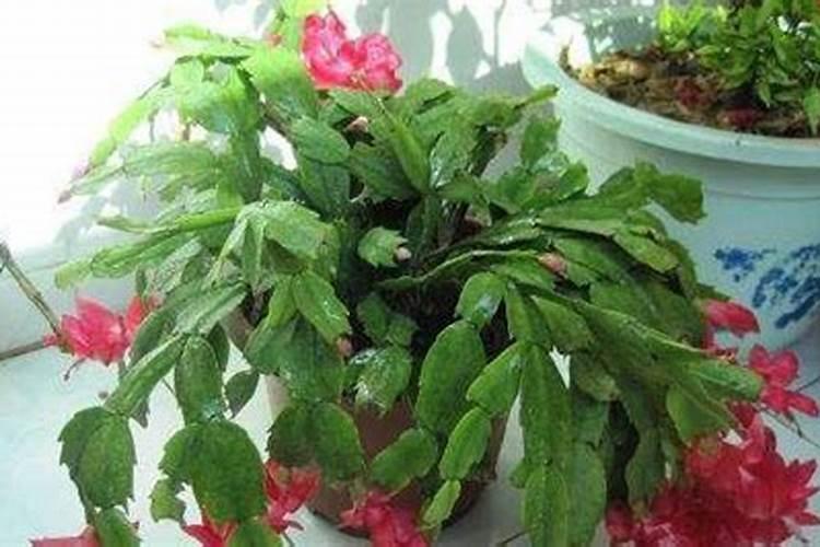 兰花什么时候施肥最好,兰花施肥用什么肥最好(氮磷钾肥)